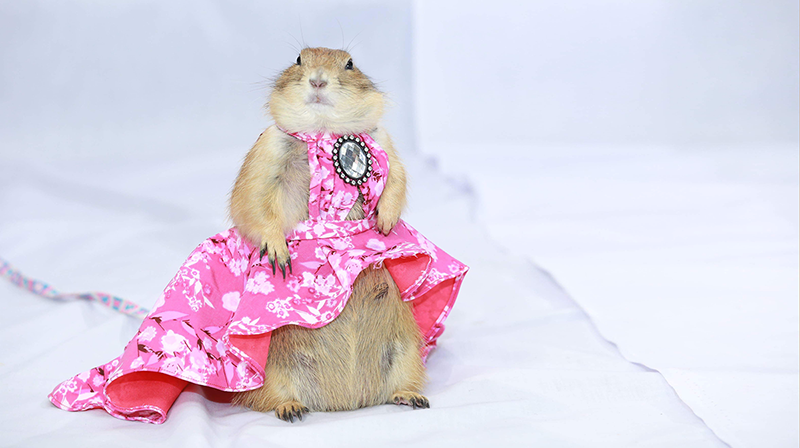 Large rodent wearing pink dress