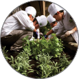 students planting herbs in the garden