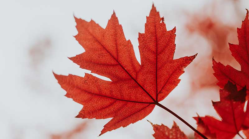 Fall maple leaf