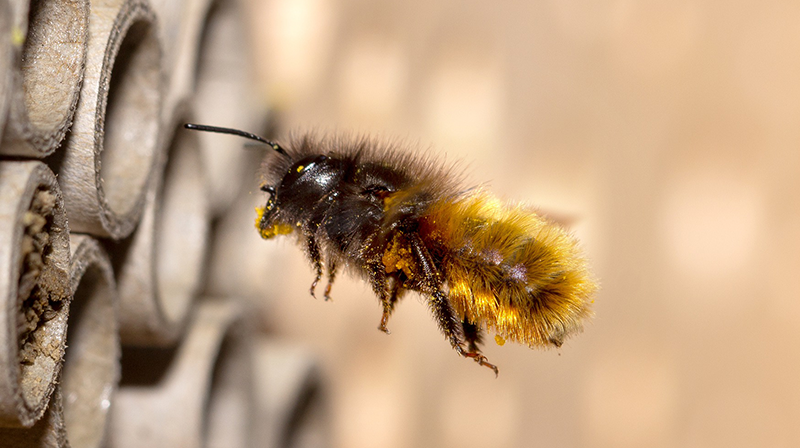 Mason bee hovering next to habitat tube