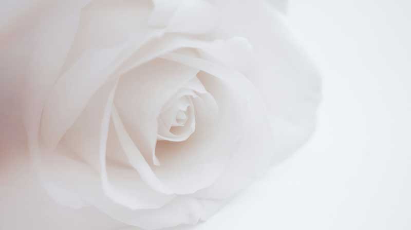 A single white rose