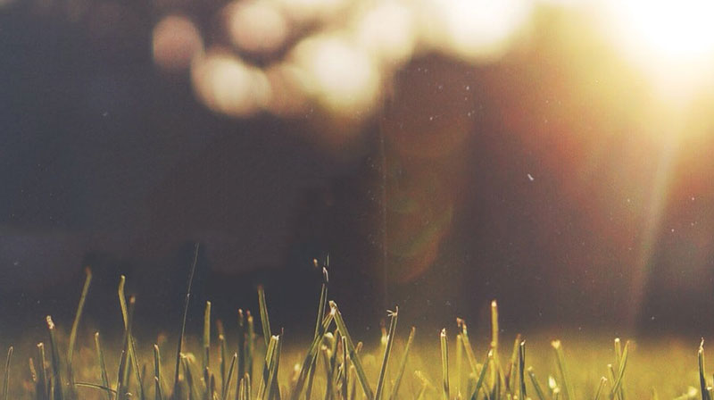 early morning grass